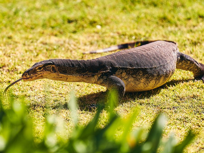 Monitor Lizard — Ackie (Ridge-tailed) male, proven breeder