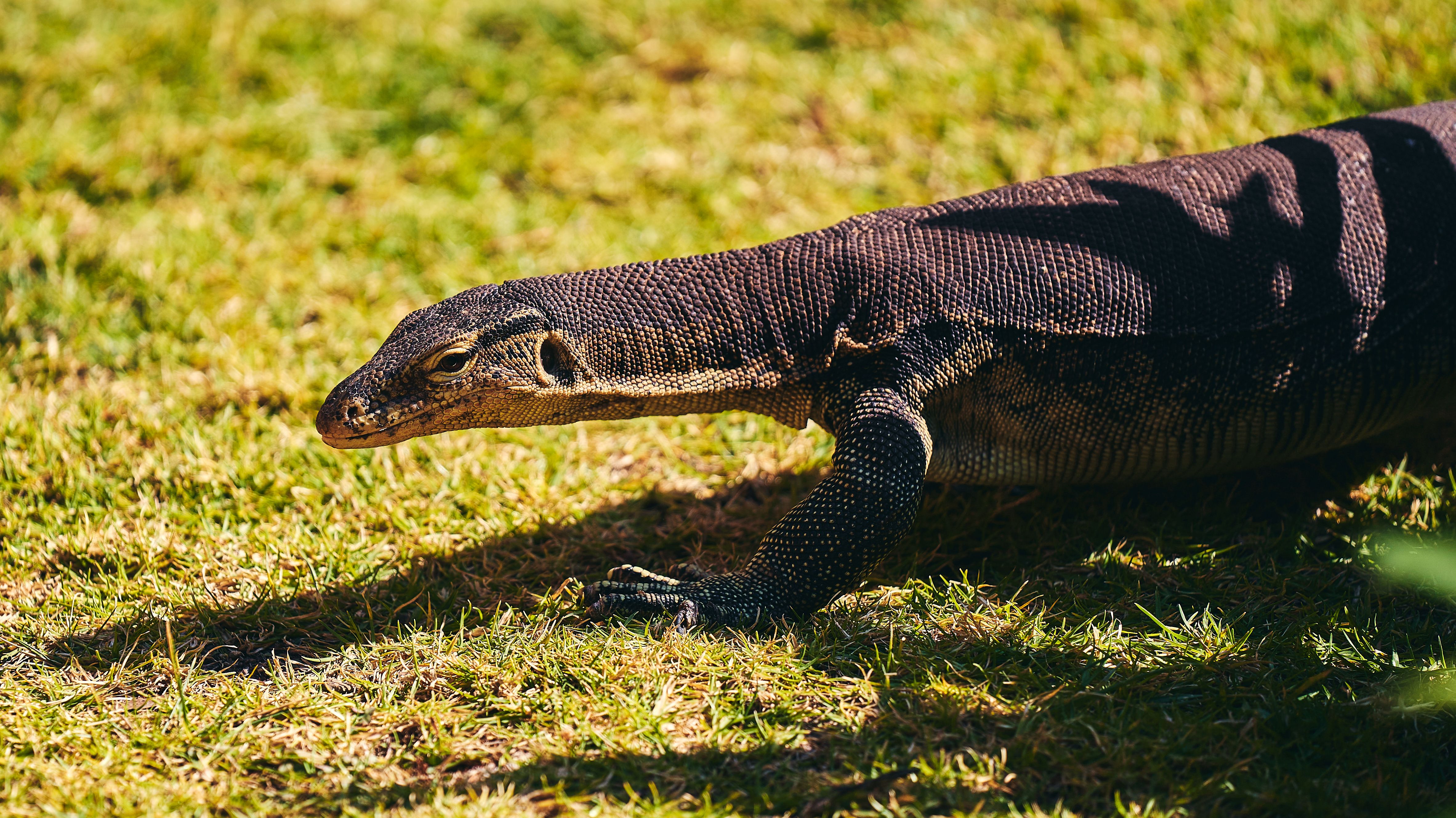 Lizard Island — Street, Lizard Island