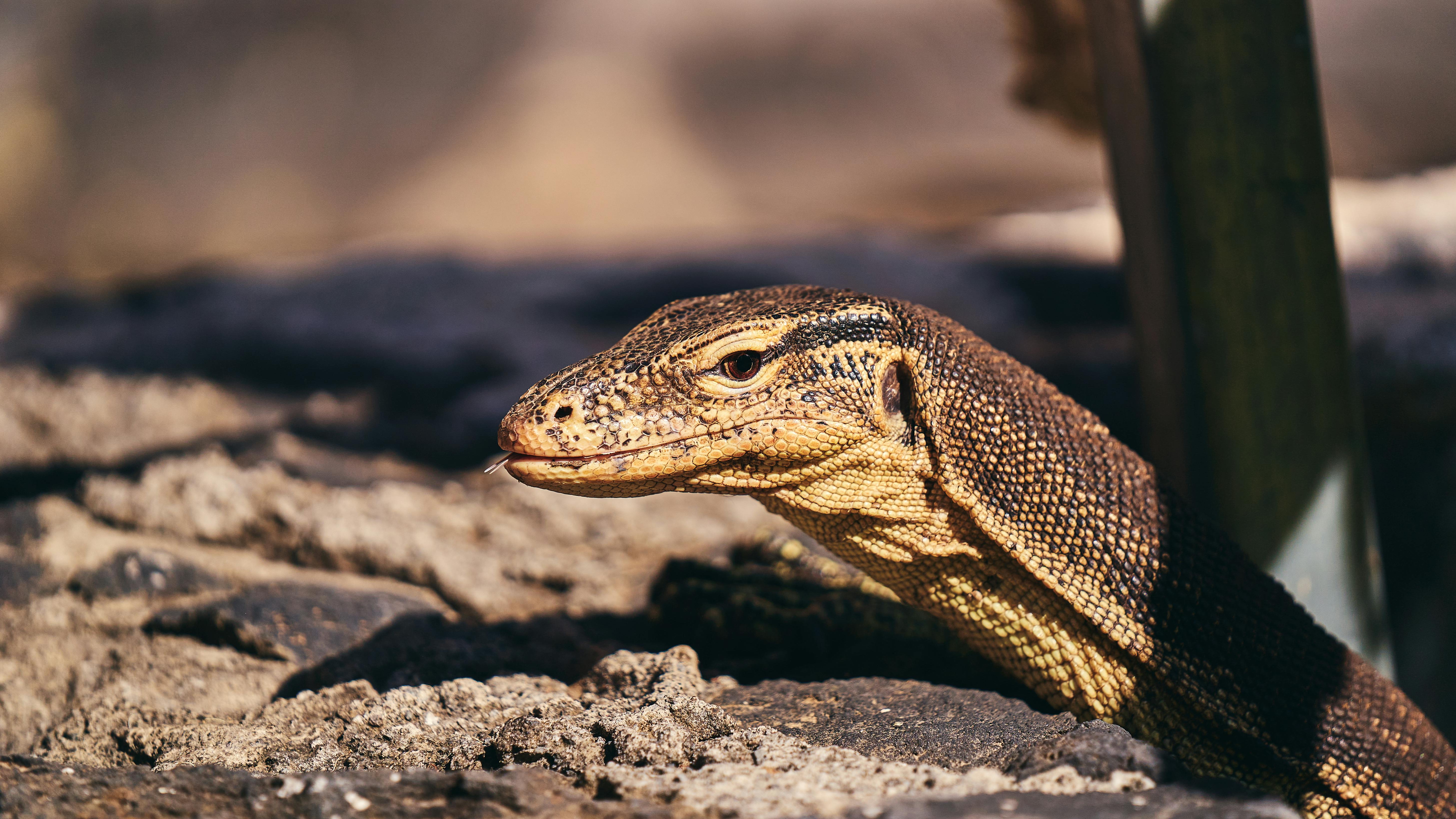 Study: Dinosaurs’ Free-Range Parenting Strategy Fundamentally Reshaped Mesozoic World — Photo by Willians Huerta on Pexels