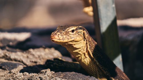 Free A detailed close-up of a monitor lizard basking in its rocky environment. Stock Photo