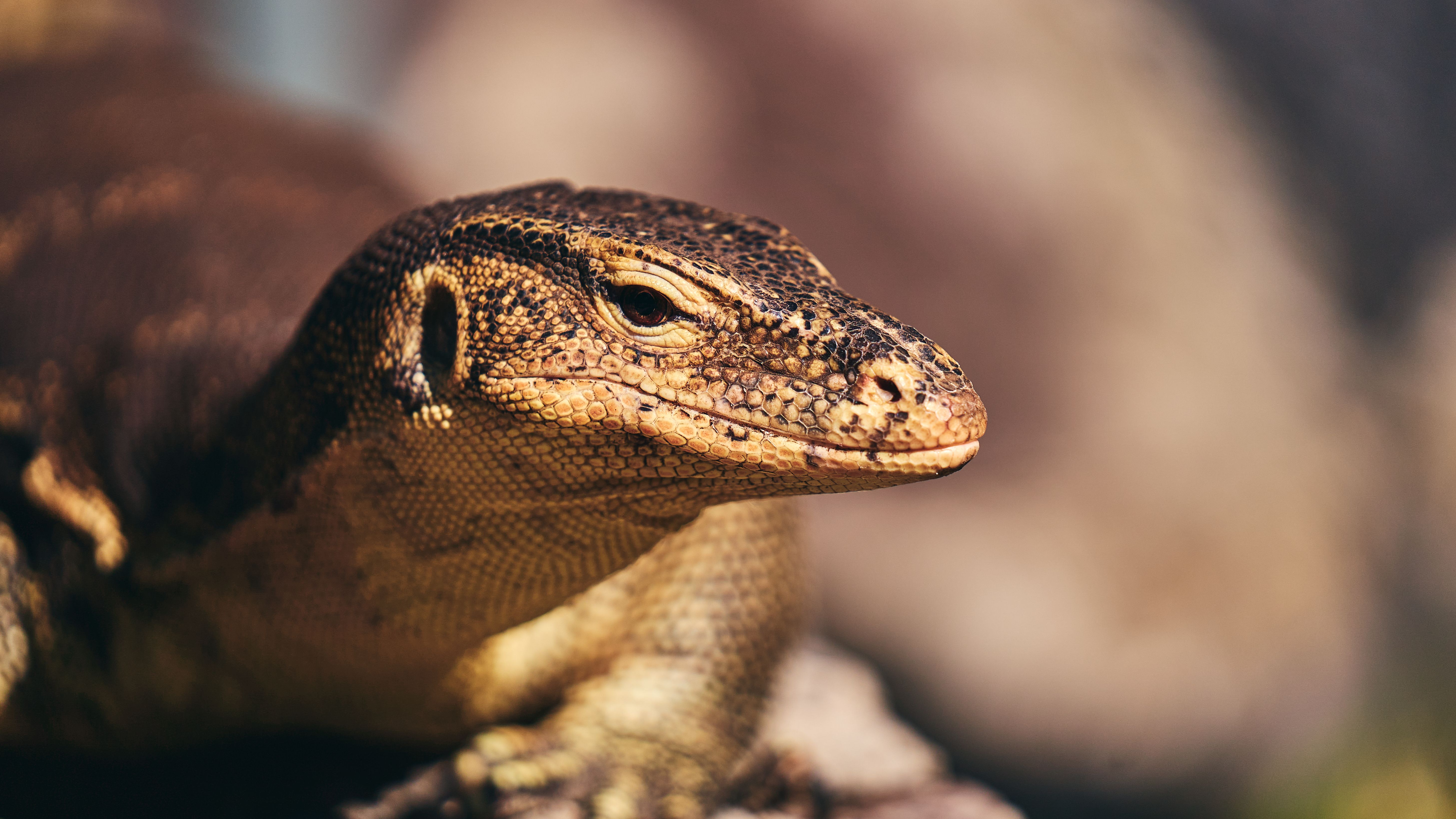 Detailed close-up shot of a monitor lizard basking in natural sunlight outdoors.