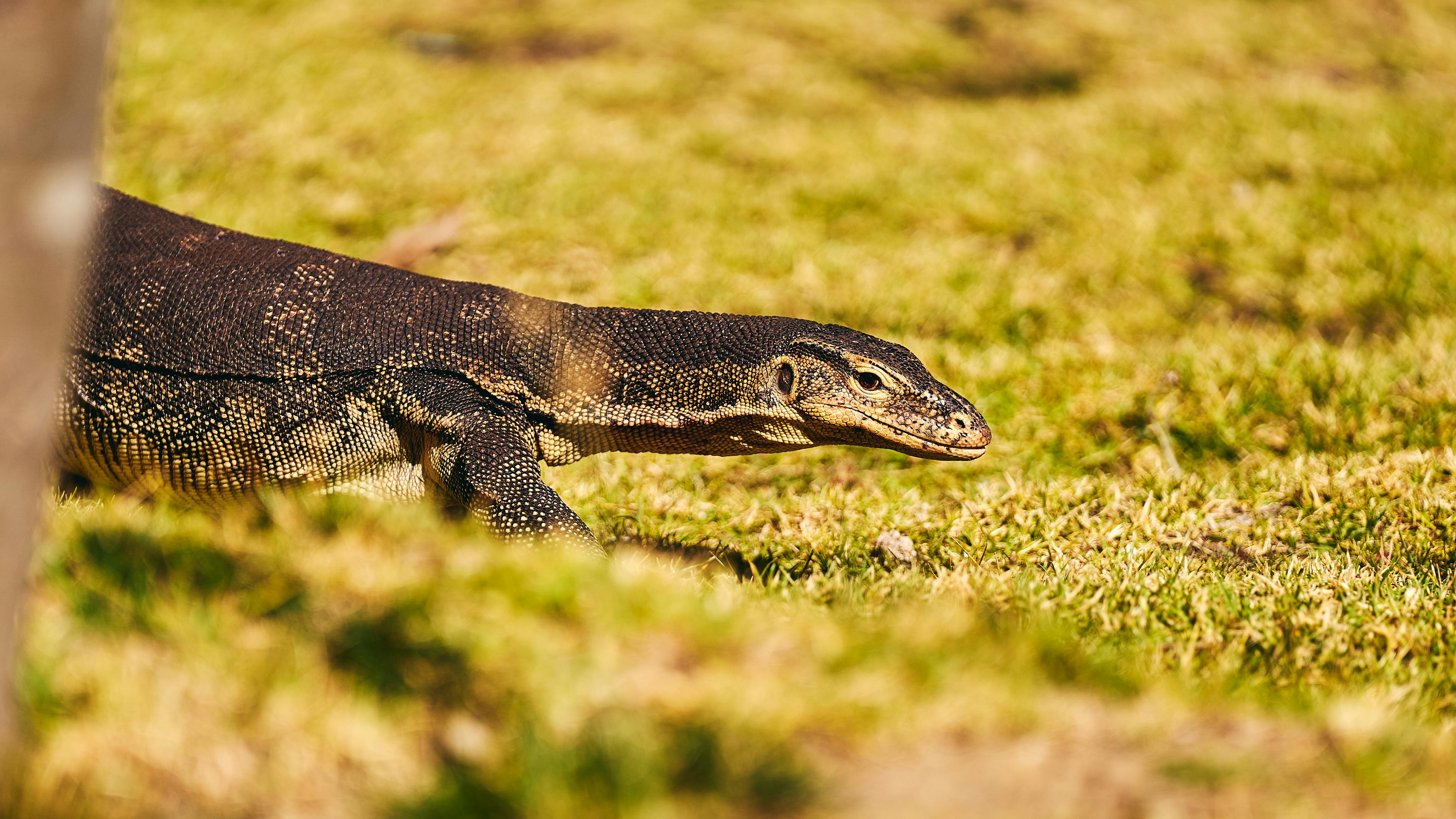 Close-up of a monitor lizard basking on sunlit grass in a natural setting.
