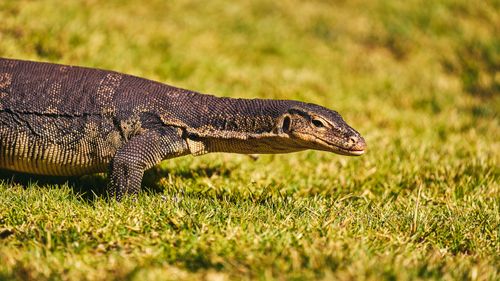 Free A monitor lizard walking across a grassy field during daytime. Stock Photo