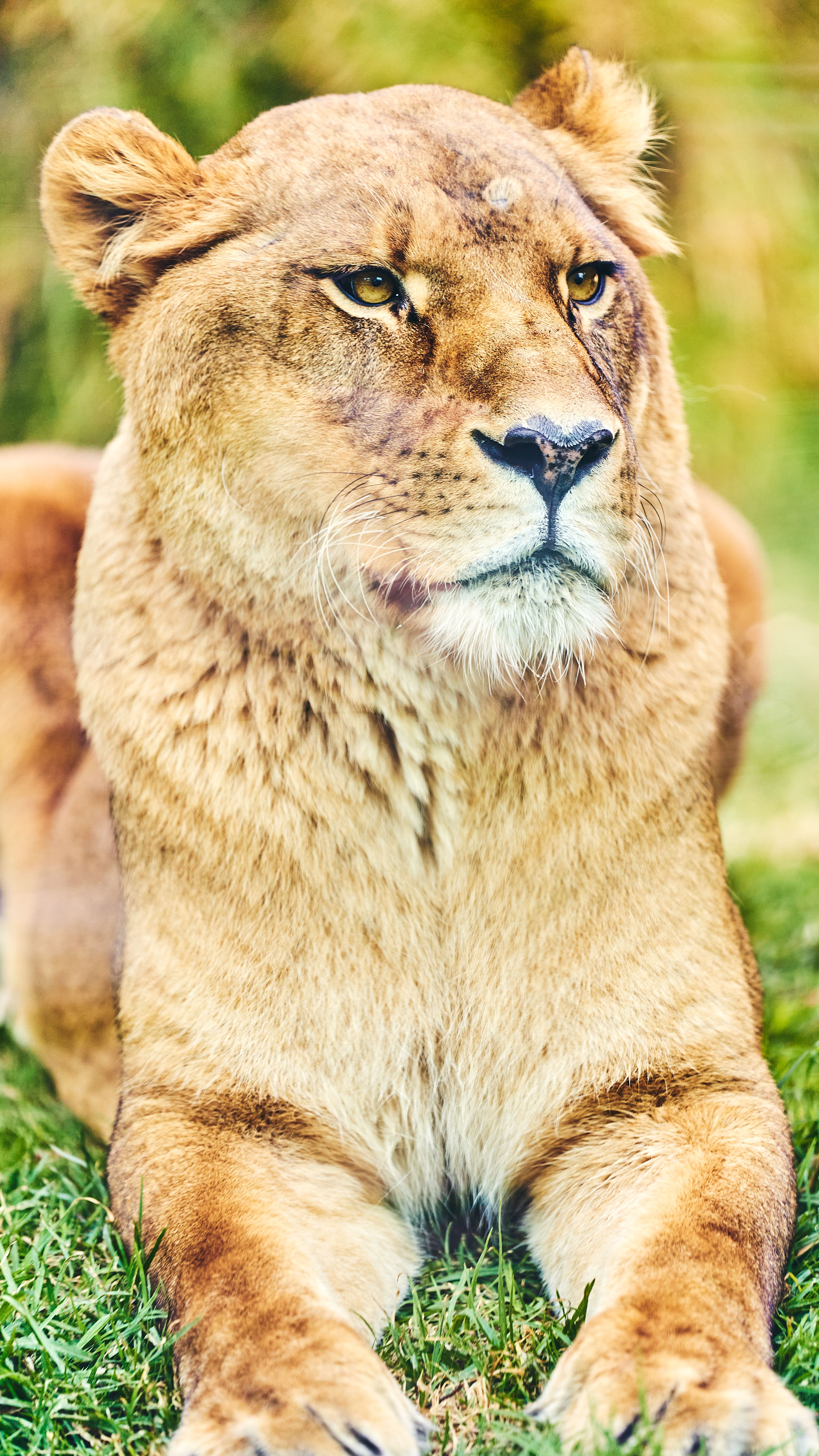 Безкоштовне стокове фото на тему «panthera leo, африканської дикої природи, безтурботний» стокове фото