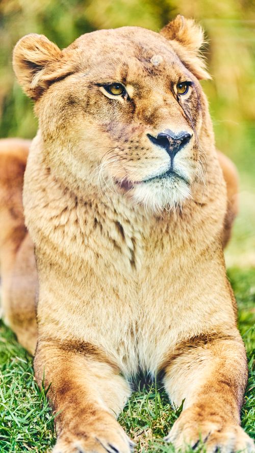 Безкоштовне стокове фото на тему «panthera leo, африканської дикої природи, безтурботний» стокове фото