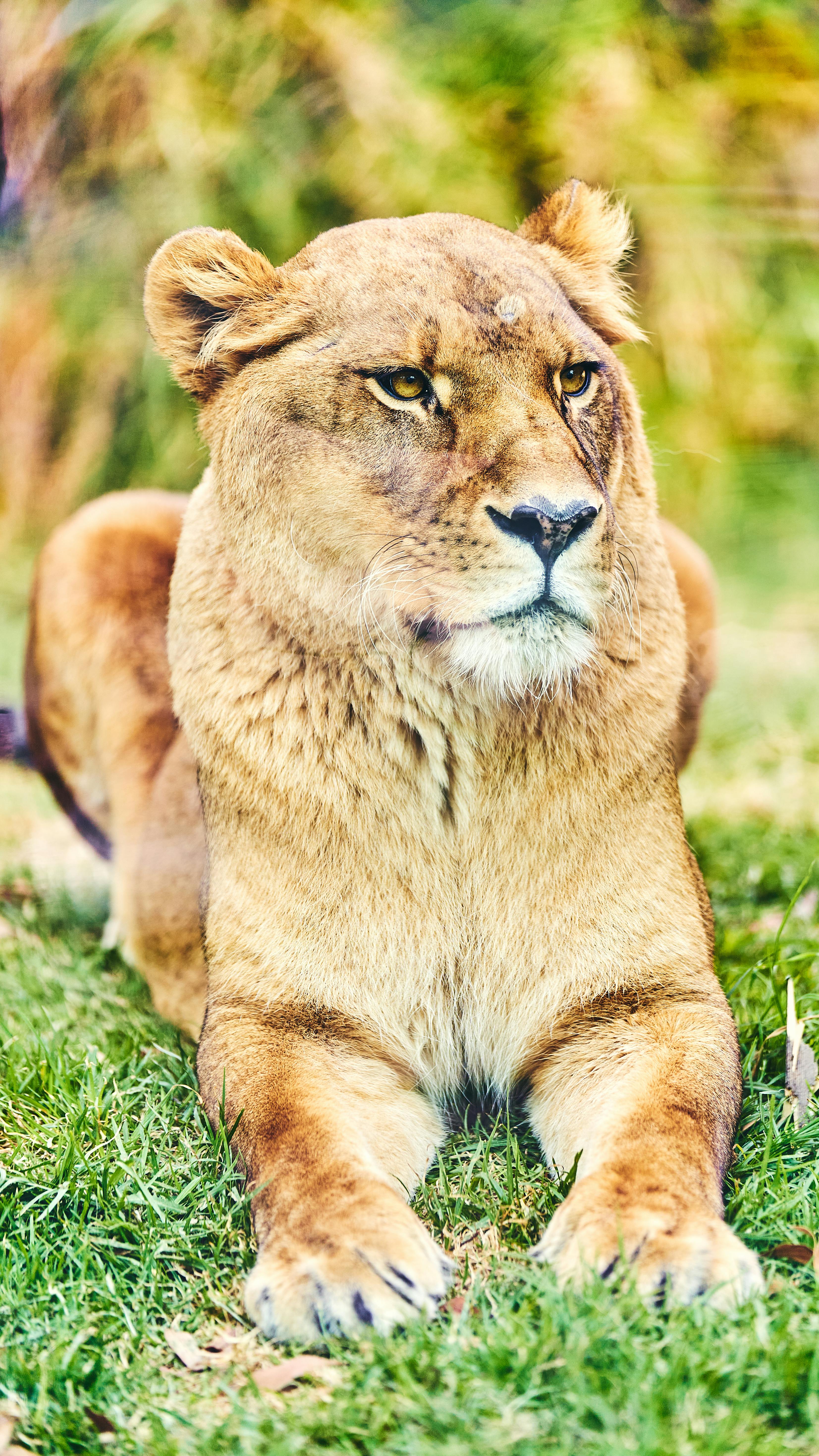 Безкоштовне стокове фото на тему «panthera leo, Африканський, великий» стокове фото