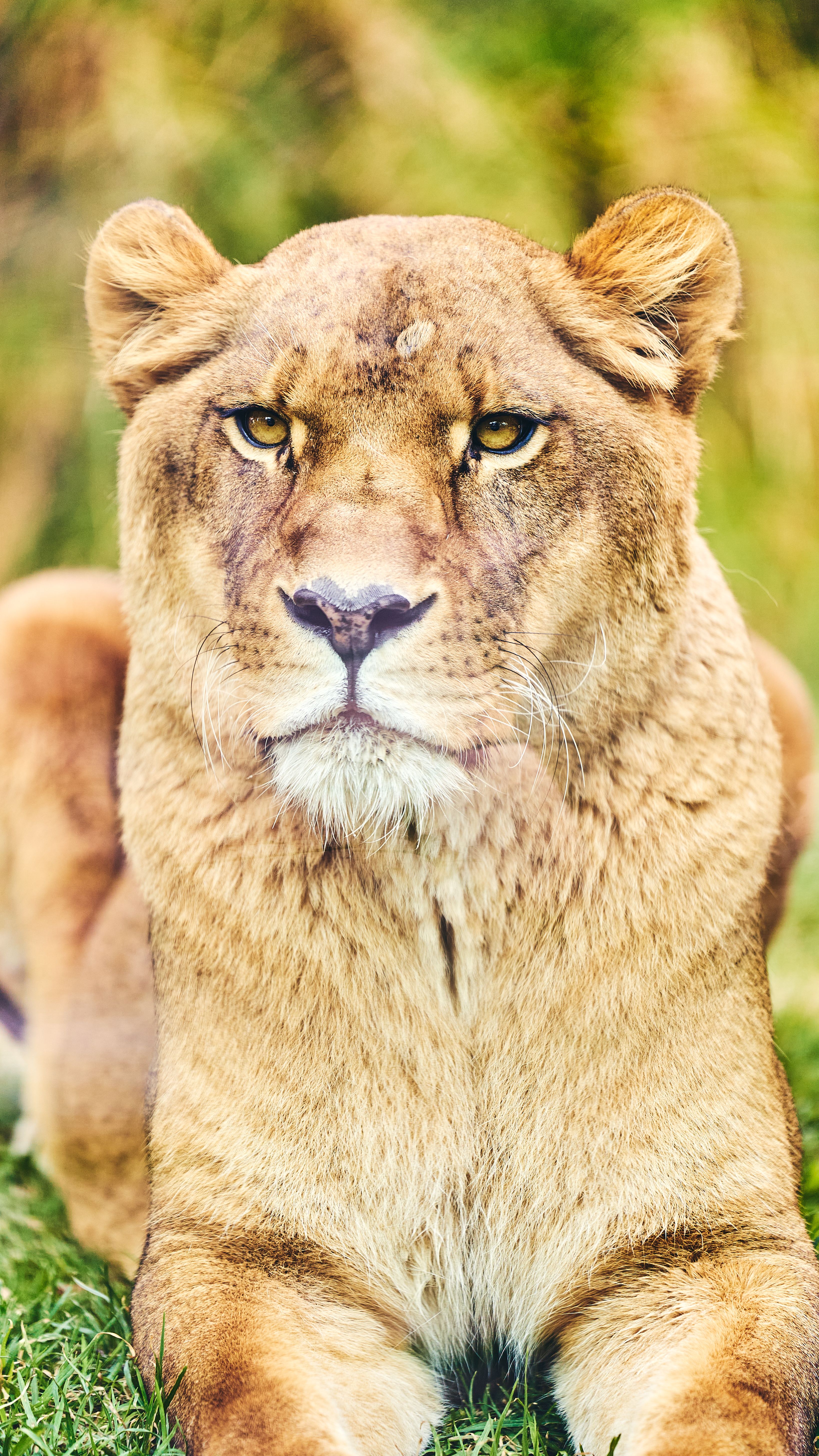Безкоштовне стокове фото на тему «panthera leo, африканської дикої природи, великий кіт» стокове фото