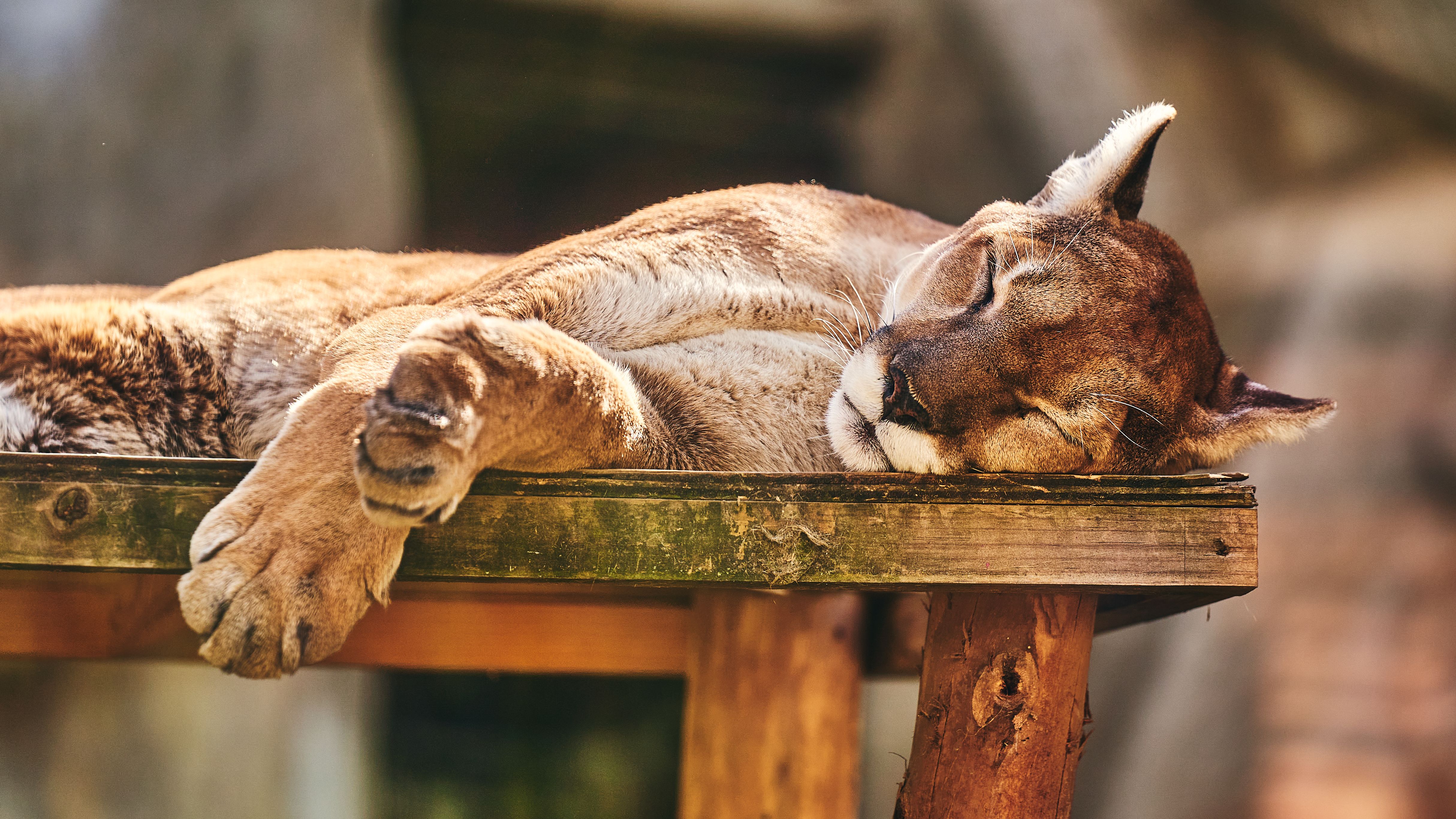 Big cats enter pet insurance: Why global giants are turning to Lassie — Photo by Willians Huerta on Pexels