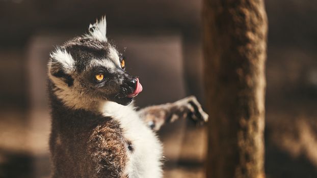 Isalo National Park hike — Madagascar