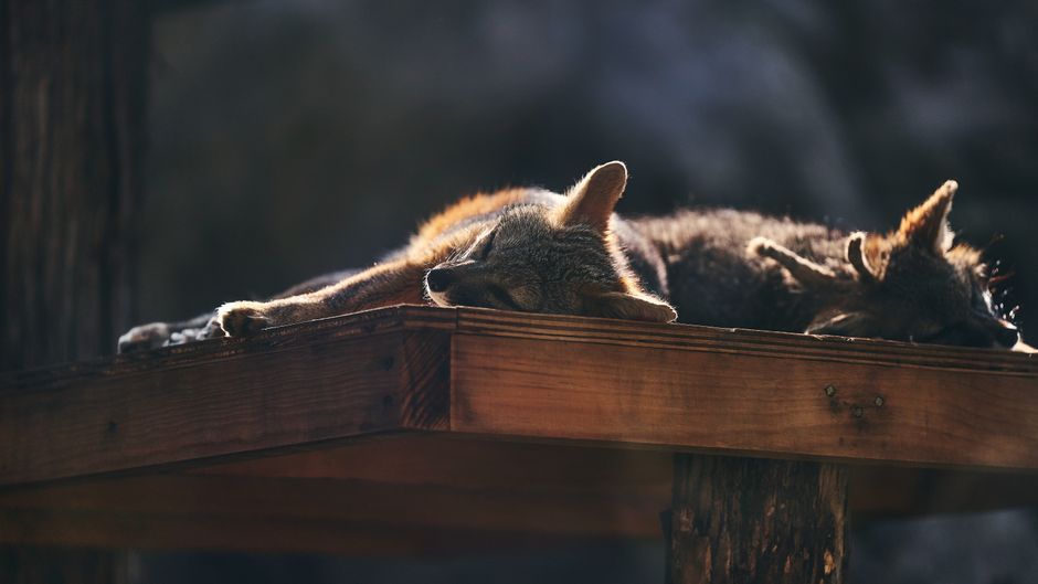 Coyotes resting peacefully on a sunlit wooden platform in nature.