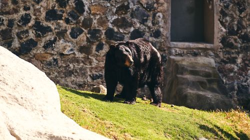 Free Black bear in natural habitat, standing in sunlight near a rustic stone wall. Stock Photo