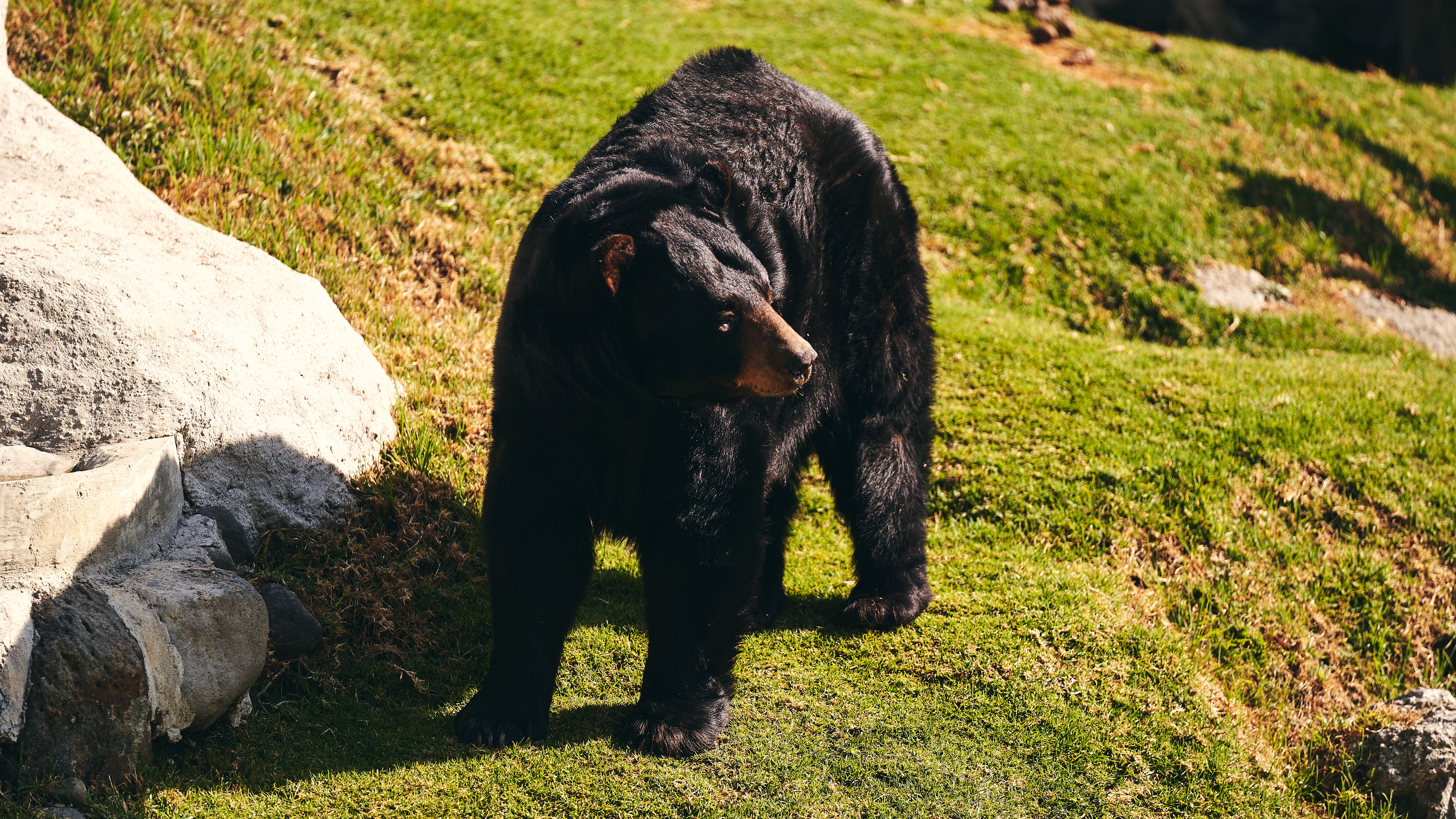 Fotomural Un oso negro caminando tranquilamente sobre la hierba verde en un entorno al aire libre.