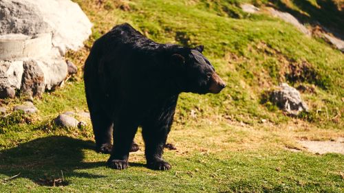 Free A black bear standing on grassy terrain in a sunlit outdoor setting, showcasing wildlife in nature. Stock Photo