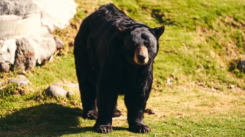 Free Close-up of a powerful black bear standing outdoors in the sunlight. Stock Photo