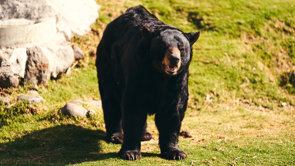 Man Dies After Bear Encounter in Northern Saskatchewan