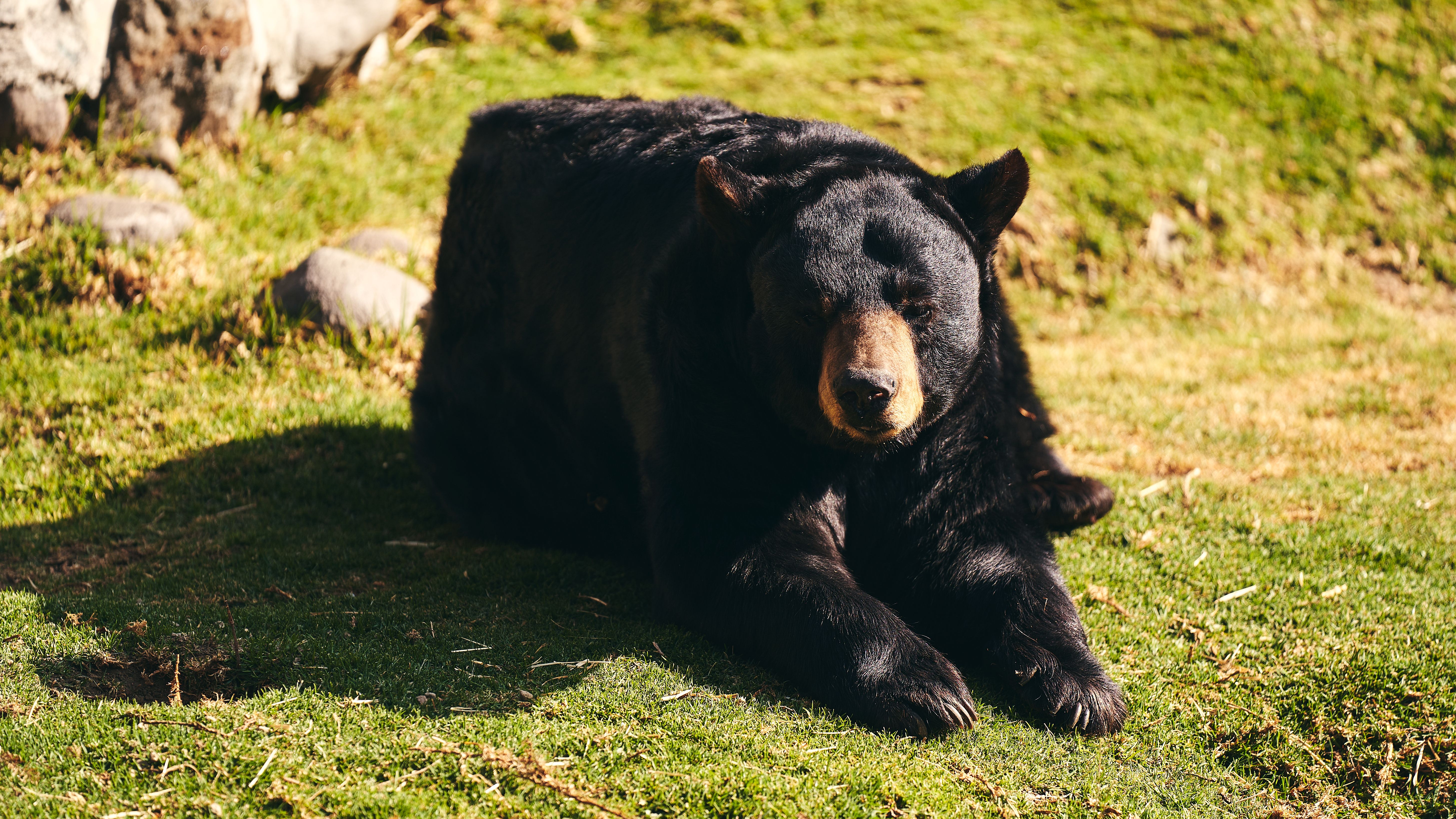 Fotomural Un gran oso negro descansando tranquilamente sobre la hierba verde en un entorno al aire libre soleado.