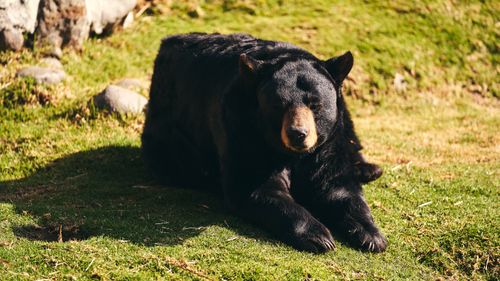 Free A large black bear lounging calmly on green grass in a sunny outdoor setting. Stock Photo