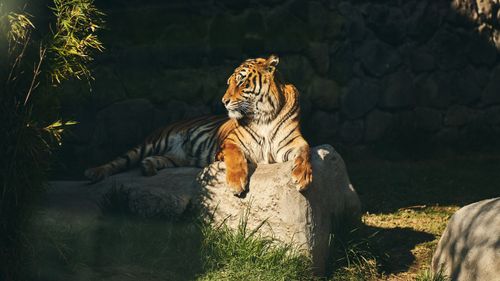 Free A serene tiger basks in warm sunlight while lounging on a rock outdoors. Stock Photo