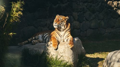 Free A regal tiger basks in the sunlight, showcasing its majestic beauty on a rocky perch. Stock Photo