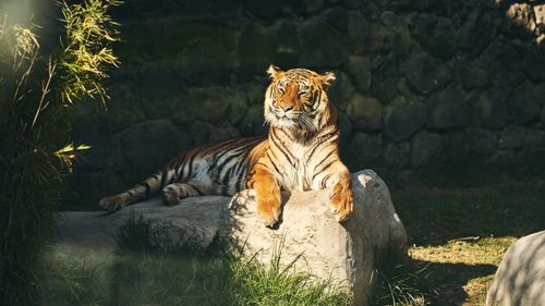 Free A Bengal tiger peacefully rests on a rock in a sunlit outdoor setting, exuding grace and strength. Stock Photo
