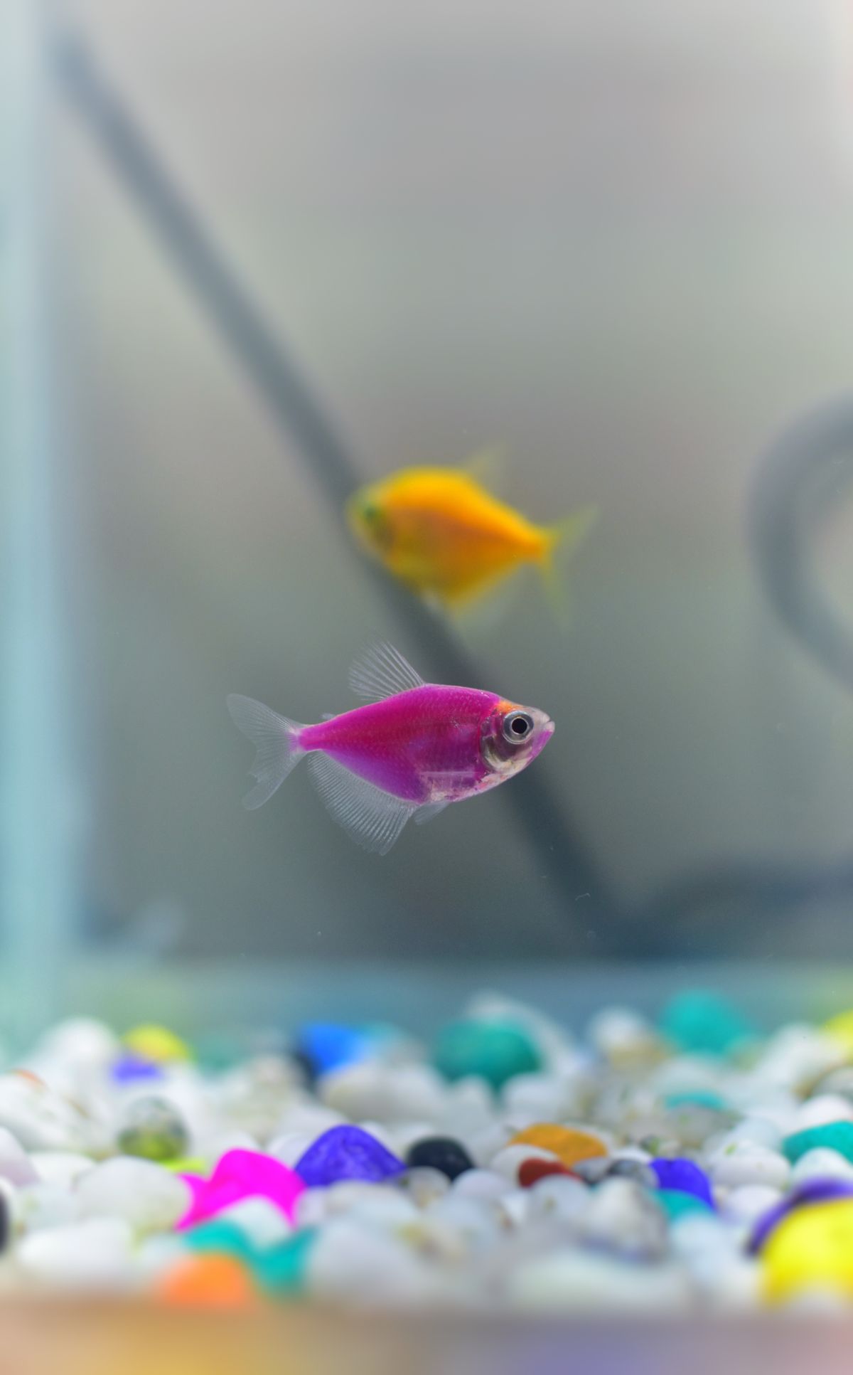 Guppy