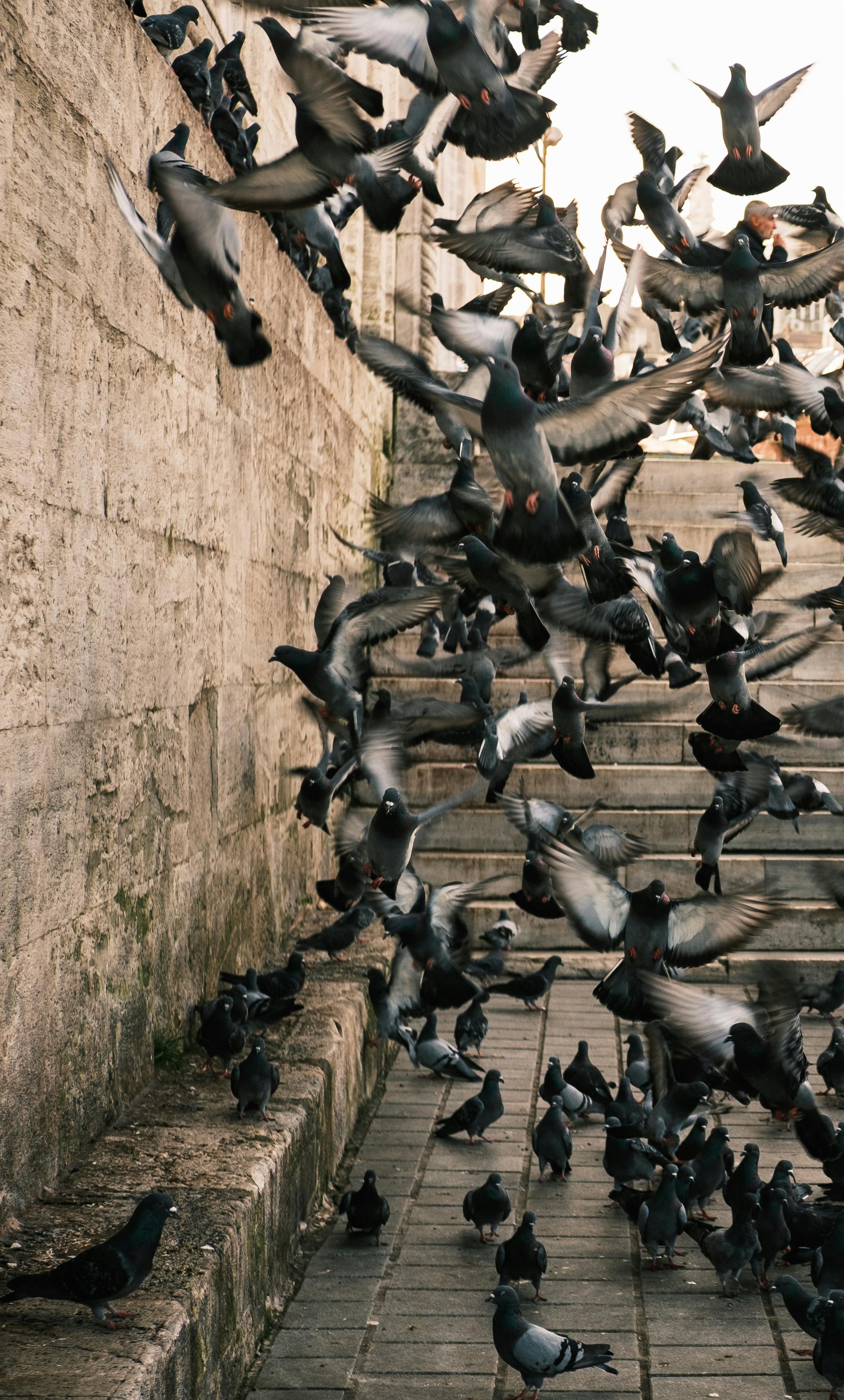 無料 都市環境のコンクリート階段付近で、ハトが飛び立つ様子を捉えた躍動感あふれる写真。 写真素材