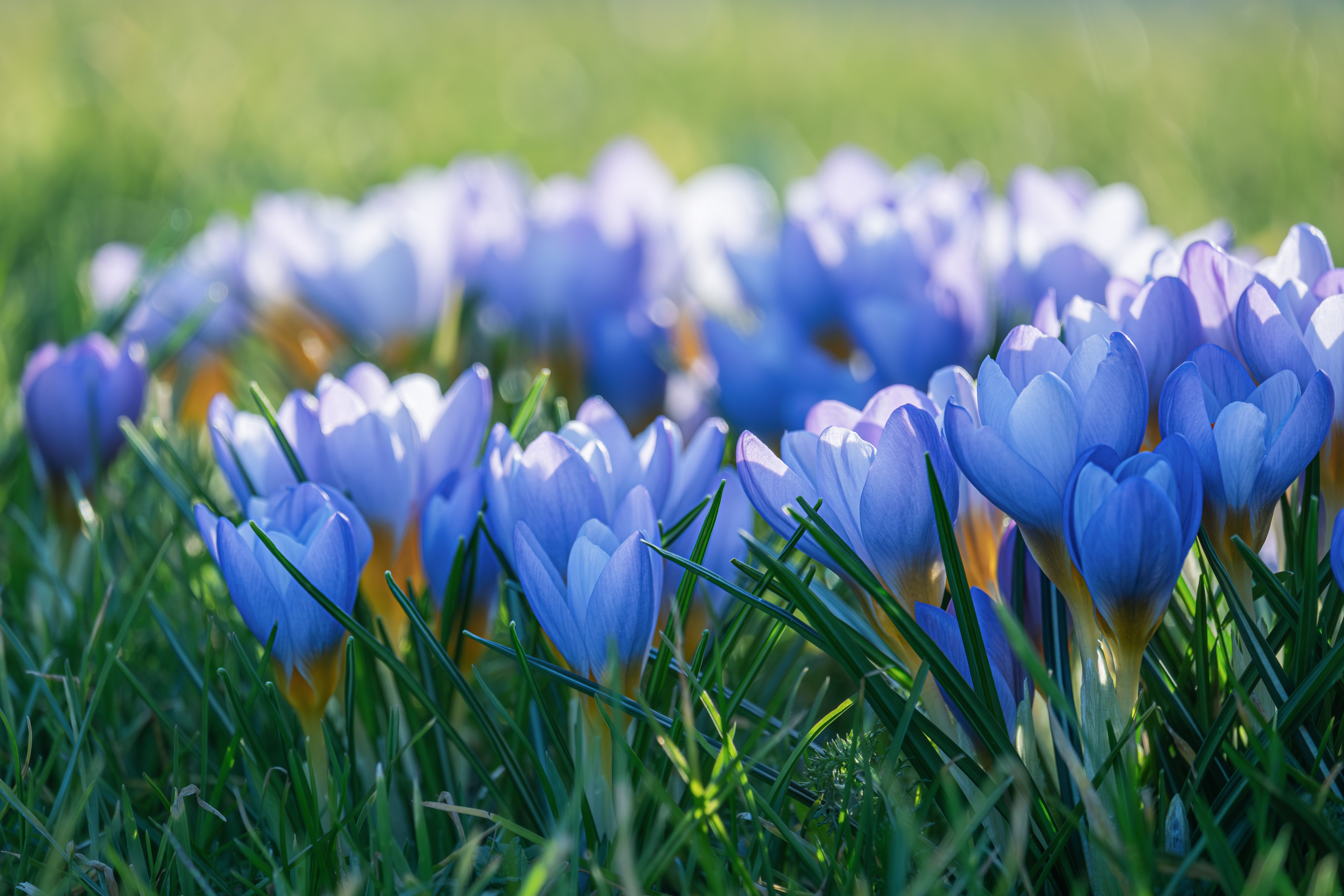 Gros plan sur des crocus d'un bleu éclatant en pleine floraison dans une prairie printanière ensoleillée, illustrant la beauté de la nature.