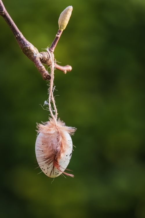 Free Delicate eggshell with feather suspended from a twig, symbolizing renewal. Stock Photo