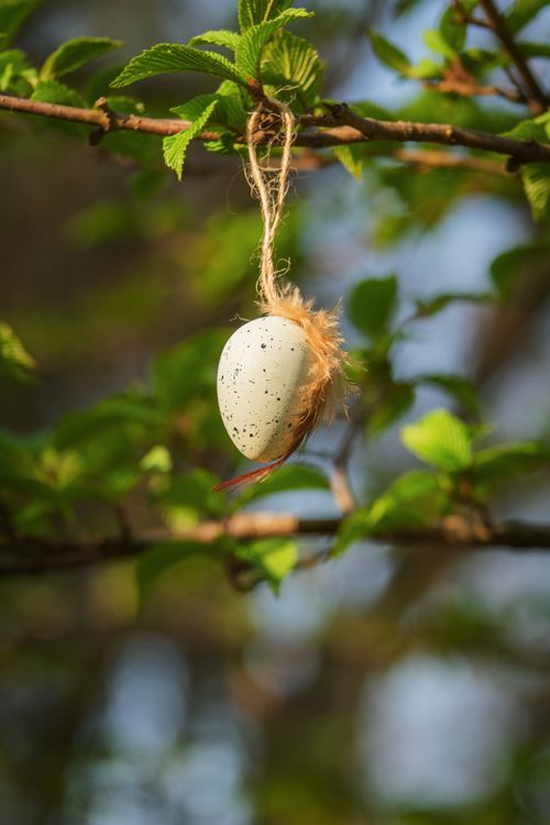 Free Decorative egg hanging on a tree branch with fresh green leaves in spring. Stock Photo