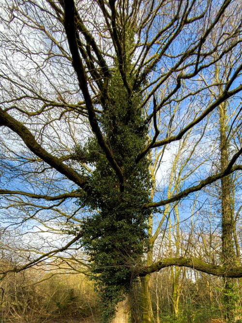 Free A towering tree enveloped in ivy stands against a clear blue winter sky. Stock Photo