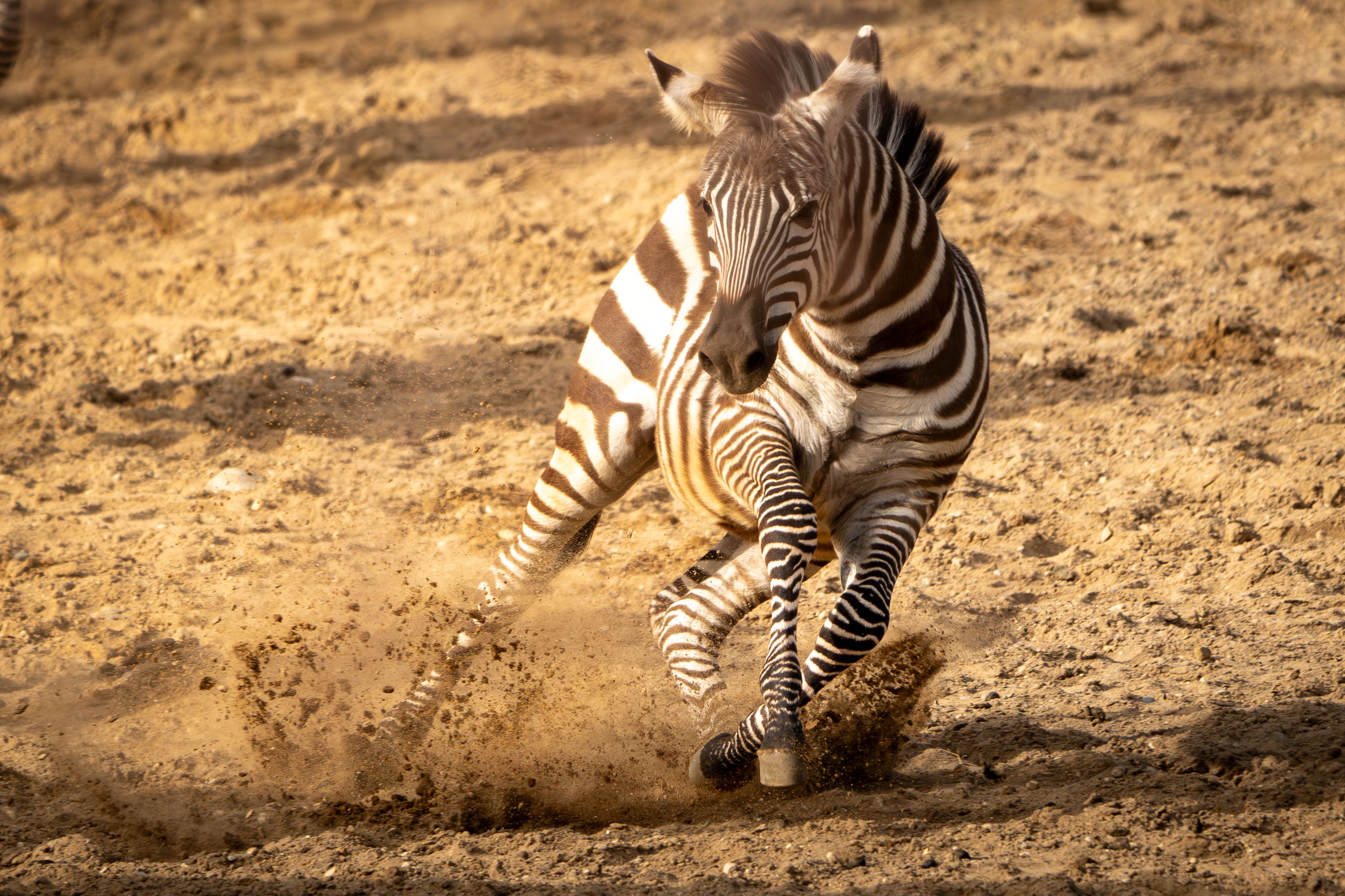 Dynamic Zebra Running in Dusty Terrain · Free Stock Photo
