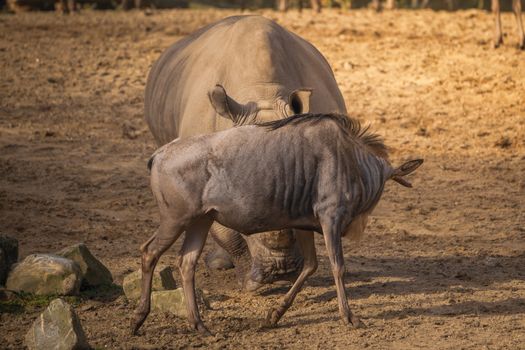 A giraffe and rhinoceros sharing a moment in a dusty safari environment, showcasing wildlife behavior.