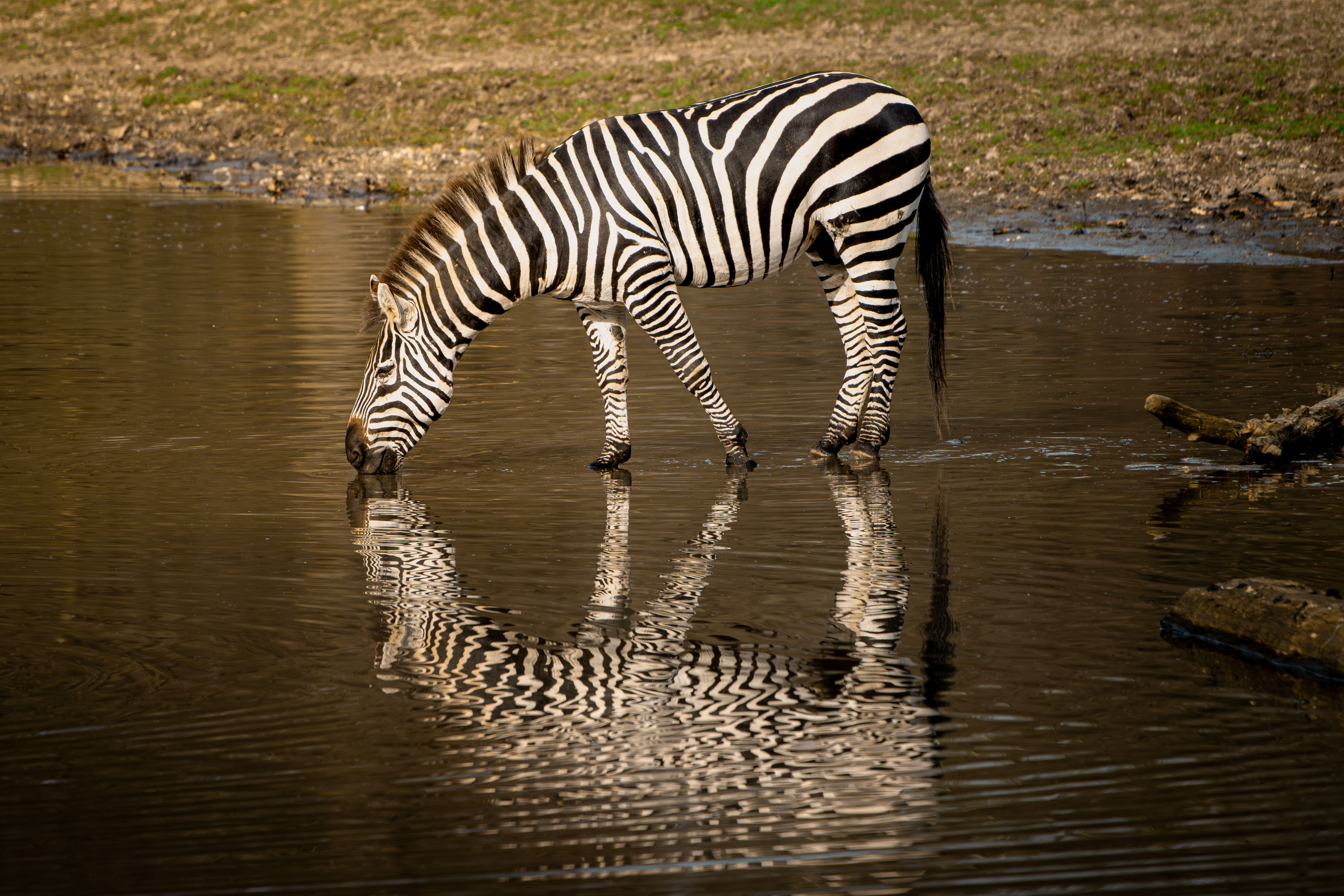 Zebra Drinking Water with Reflection in Pond · Free Stock Photo