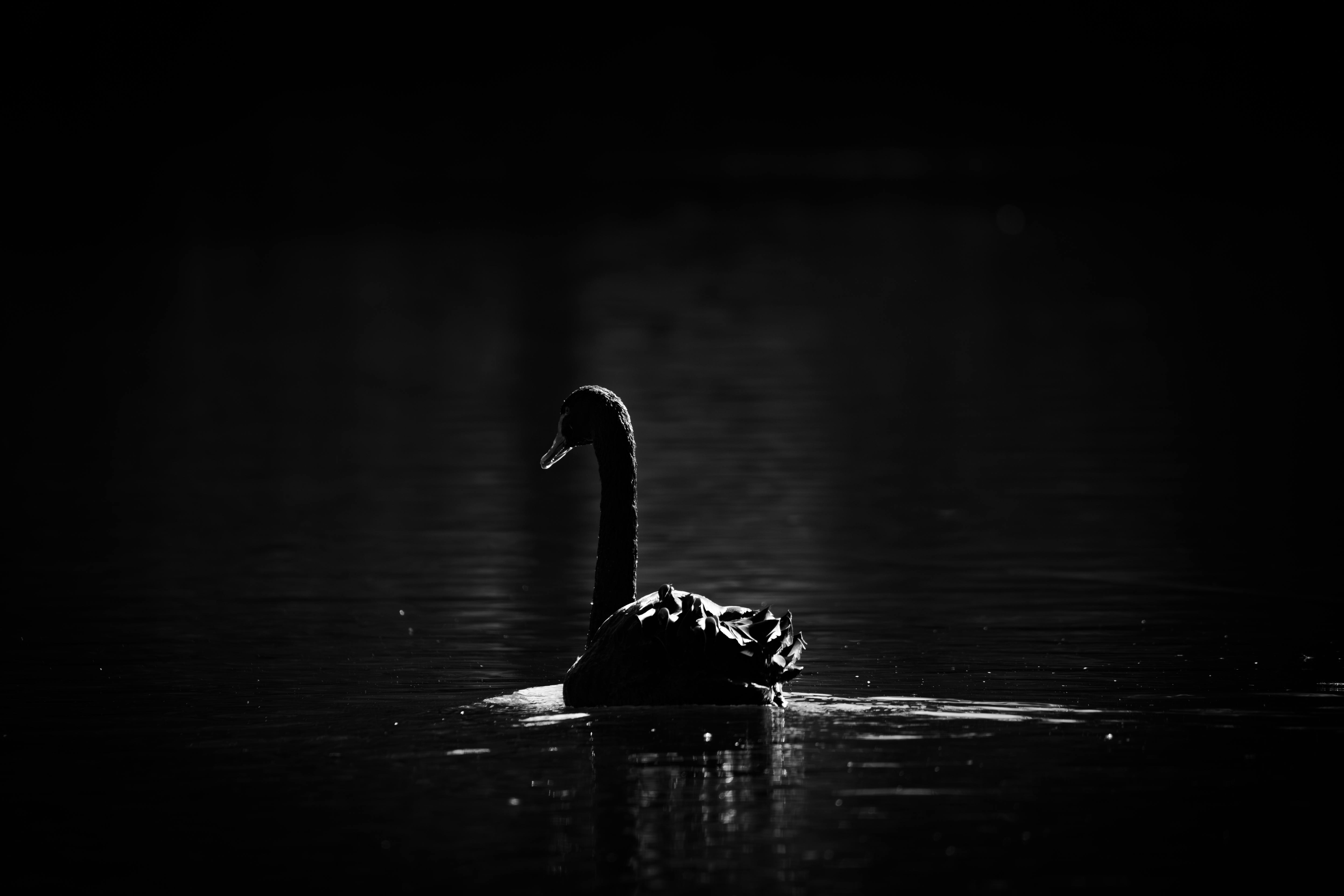 Gratis Una impactante silueta en blanco y negro de un cisne deslizándose sobre aguas tranquilas y oscuras, creando una escena serena. Foto de stock