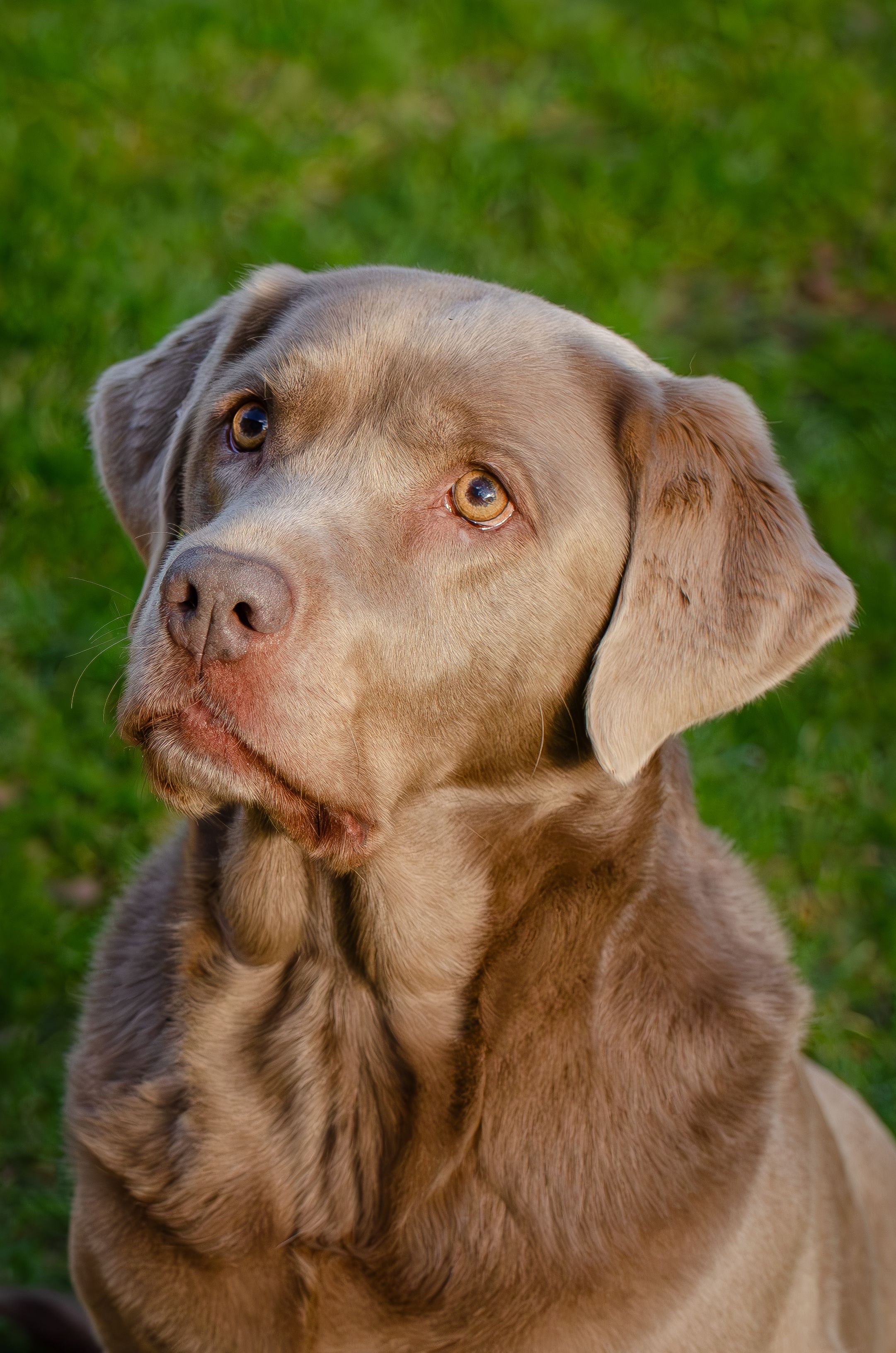 Labrador Retriever sitting in a green field, head turned to the camera