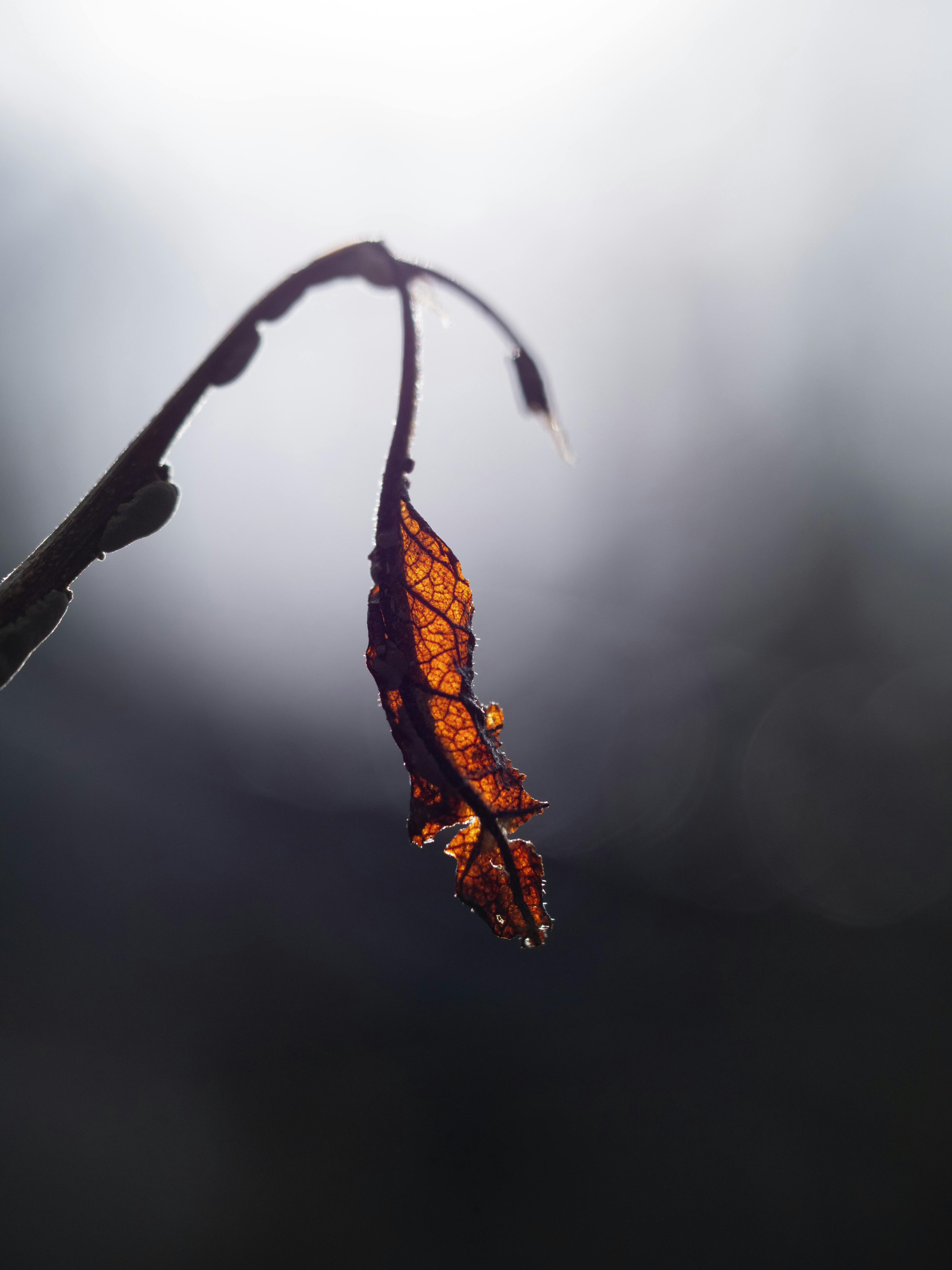 Gratis Nærbilde av et brunt blad med sollys som skaper en bokeh-effekt, satt i et stemningsfullt vinterscene. Arkivbilde