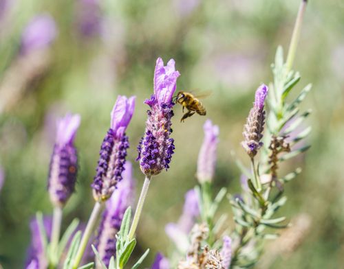 Free A honeybee pollinating a vibrant purple lavender flower in a sunlit garden setting. Stock Photo