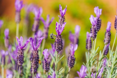 Free Close-up of vibrant lavender flowers with a bee collecting nectar. Perfect depiction of nature's beauty. Stock Photo