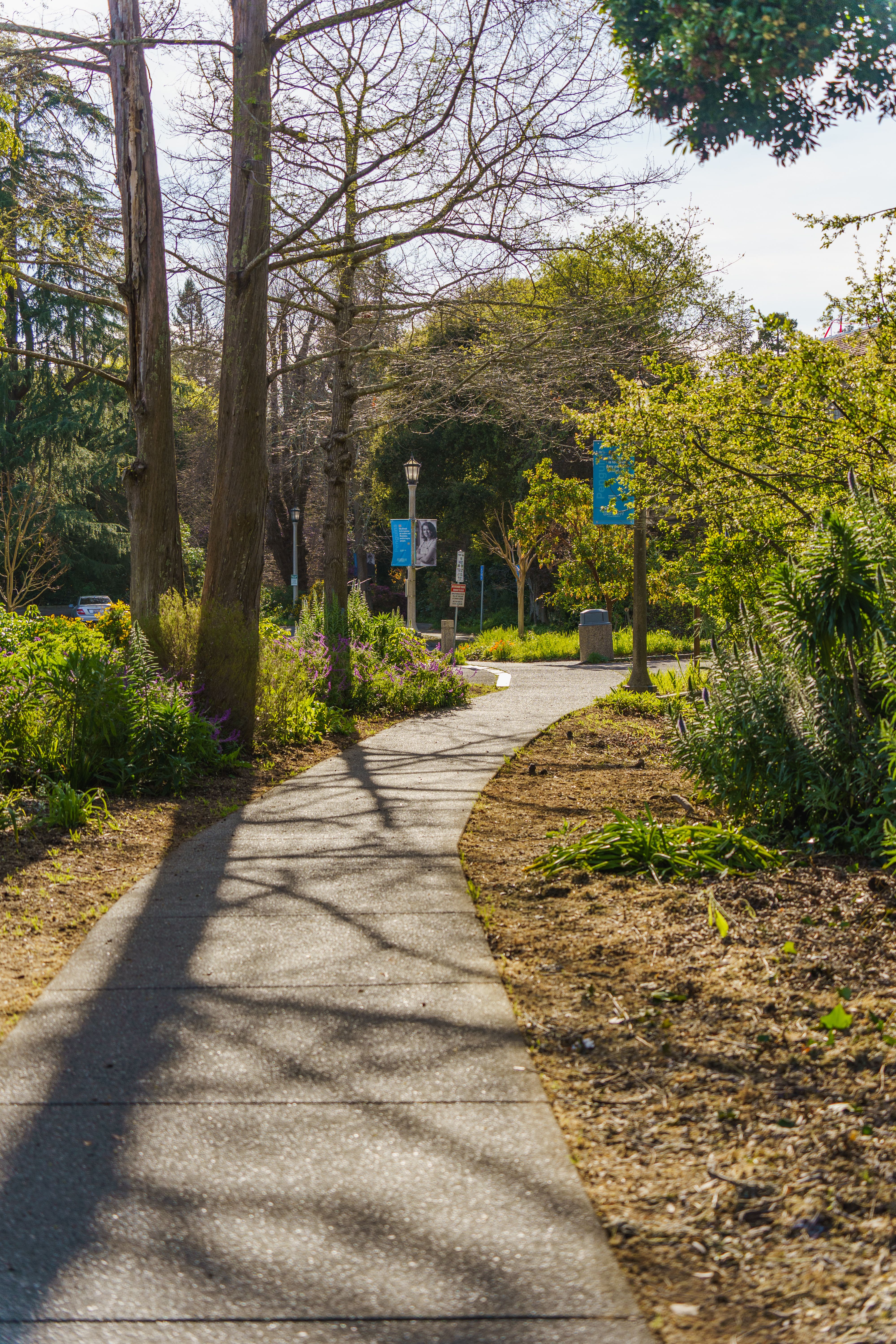 Tranquil Sunny Pathway in a Lush Park · Free Stock Photo