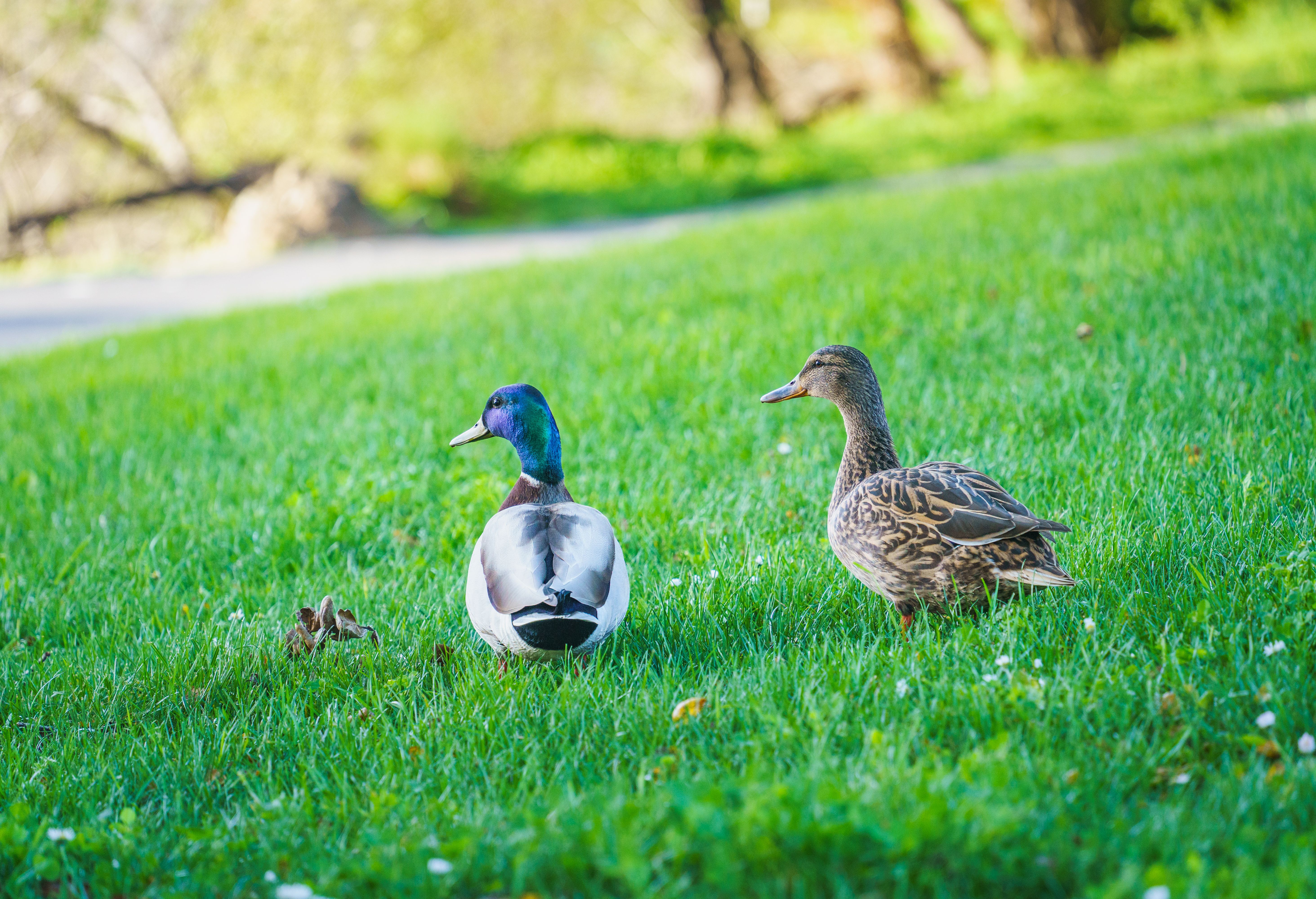 Two mallard ducks lounging on a vibrant green lawn in a serene outdoor setting.