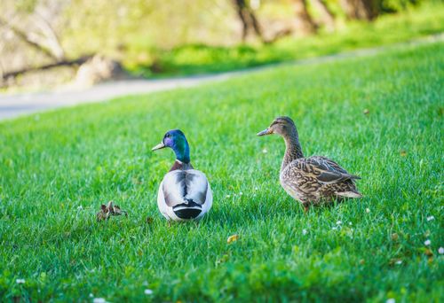 Free Two mallard ducks lounging on a vibrant green lawn in a serene outdoor setting. Stock Photo