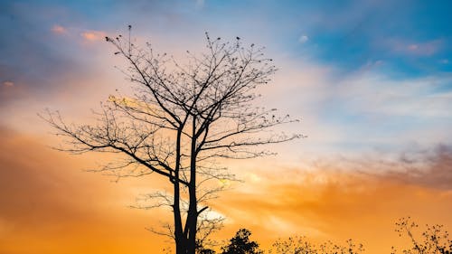 Free stock photo of cloud, dried tree, sky
