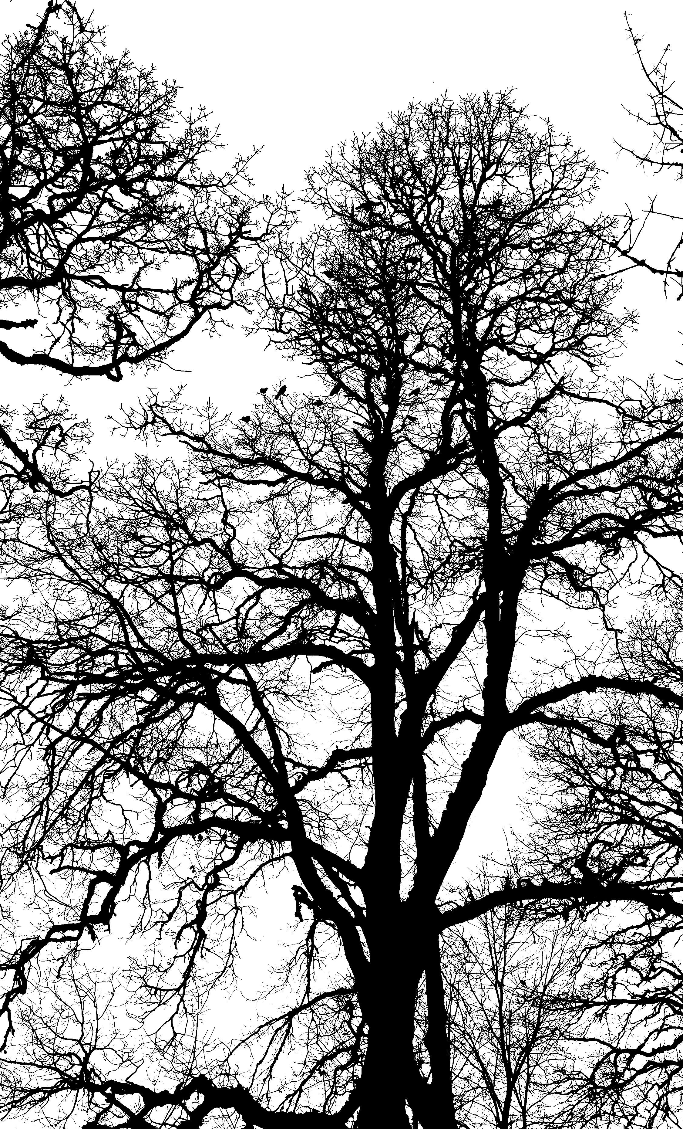 Bezpłatne Dramatyczna monochromatyczna sylwetka nagich drzew zimą na tle białego nieba. Zdjęcie z galerii