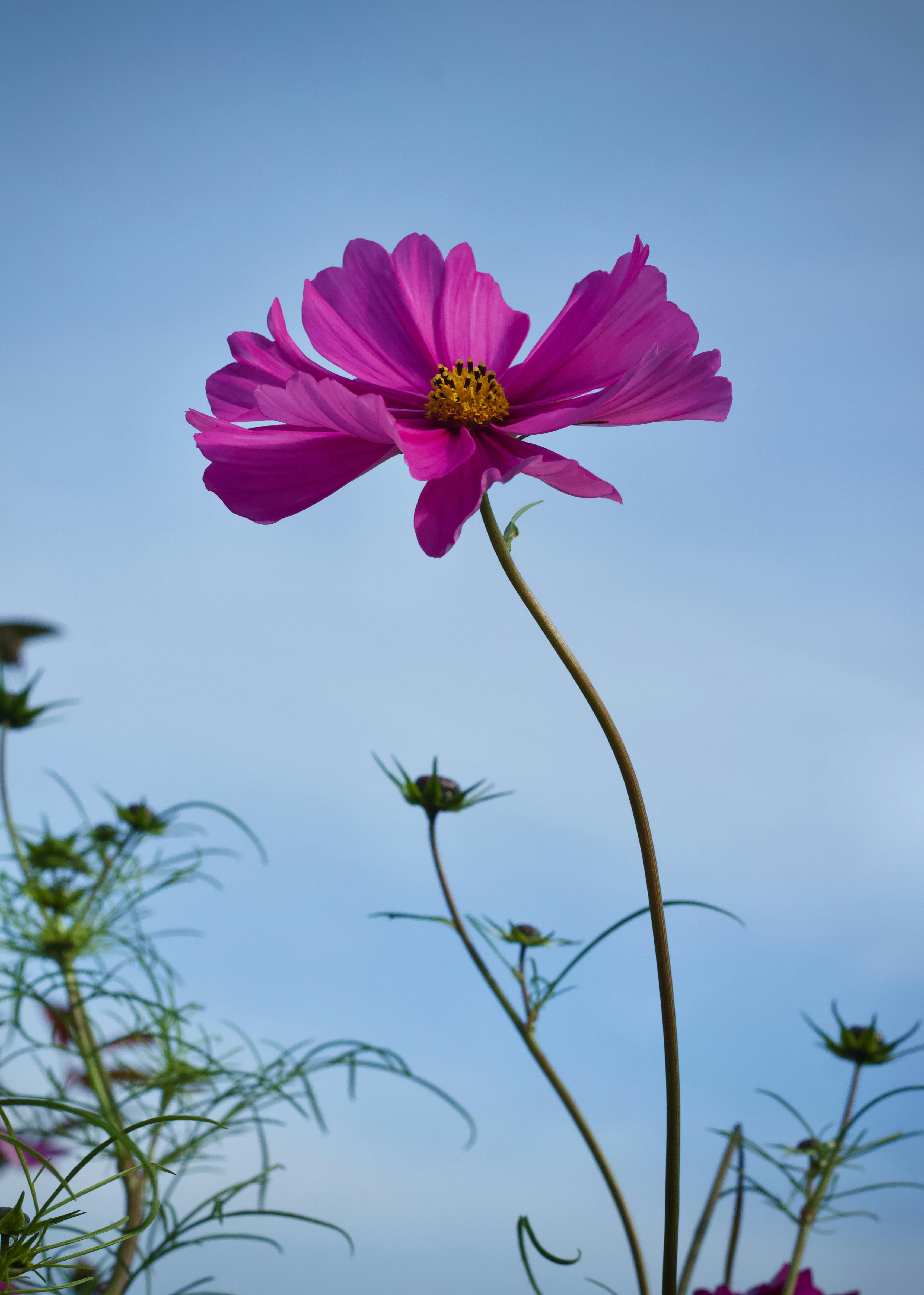 [ColoSach]-close-up-of-a-pink-cosmos-flower-in-full-bloom-with-a-clear-blue-sky-backdrop.
