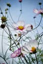 Serene Cosmos Flowers Blooming Outdoors