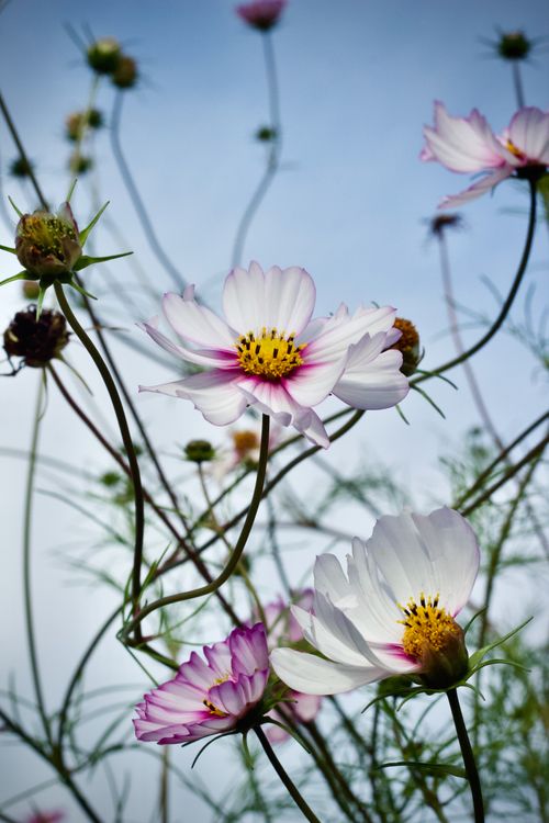Free Beautiful cosmos flowers in full bloom under a clear summer sky. Stock Photo