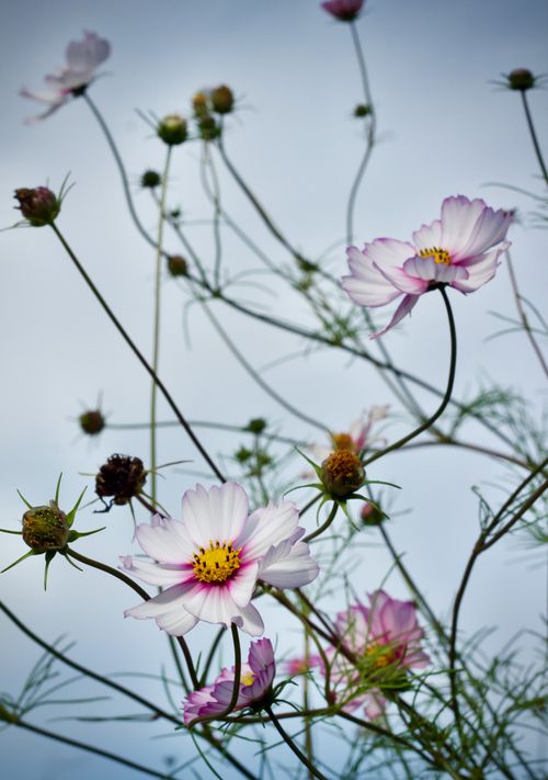 Free Delicate cosmos flowers in full bloom against a clear sky, capturing the essence of spring. Stock Photo