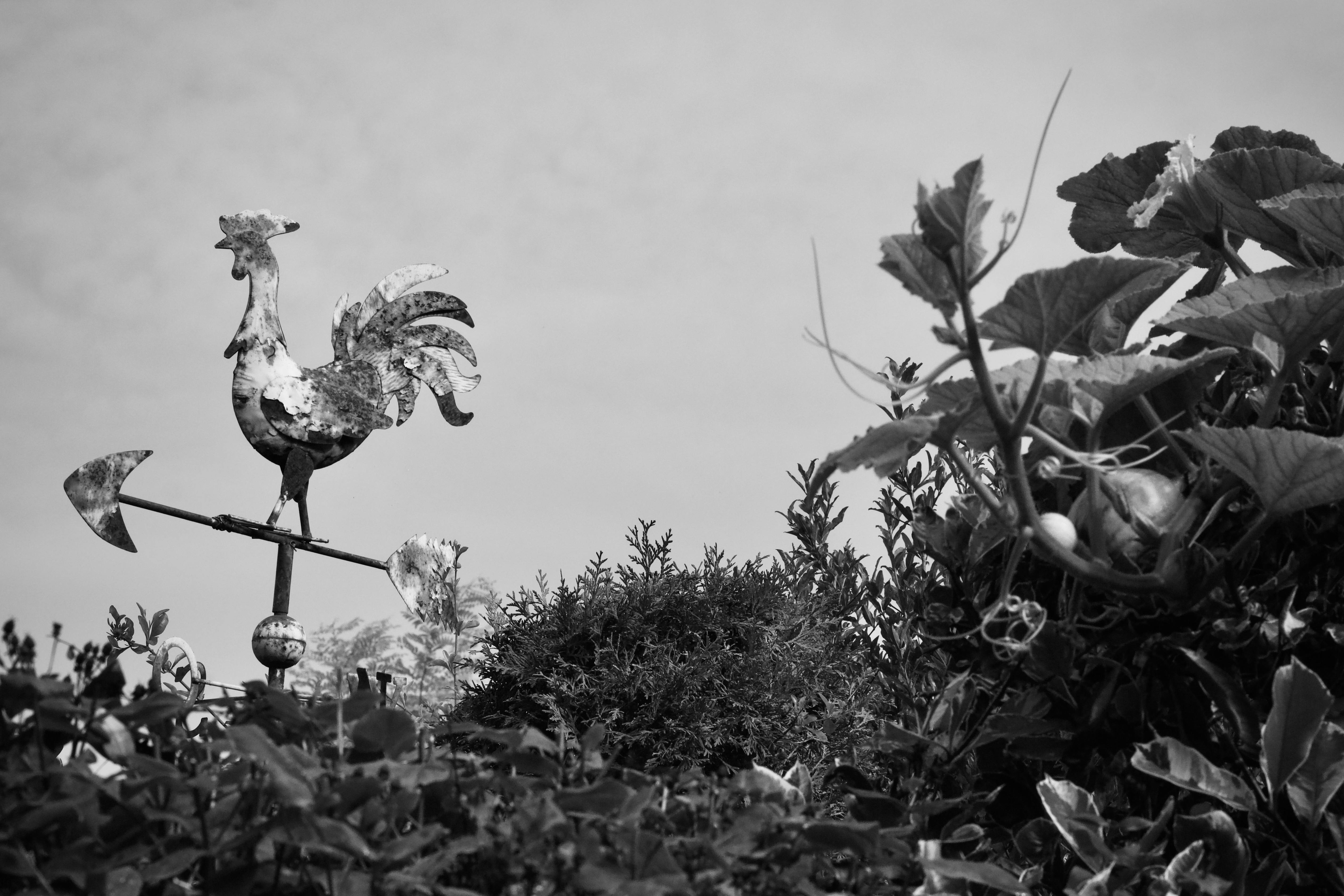 De franc Imatge en blanc i negre d'un penell de gall amb un fullatge exuberant, creant una escena rural clàssica. Foto d'estoc