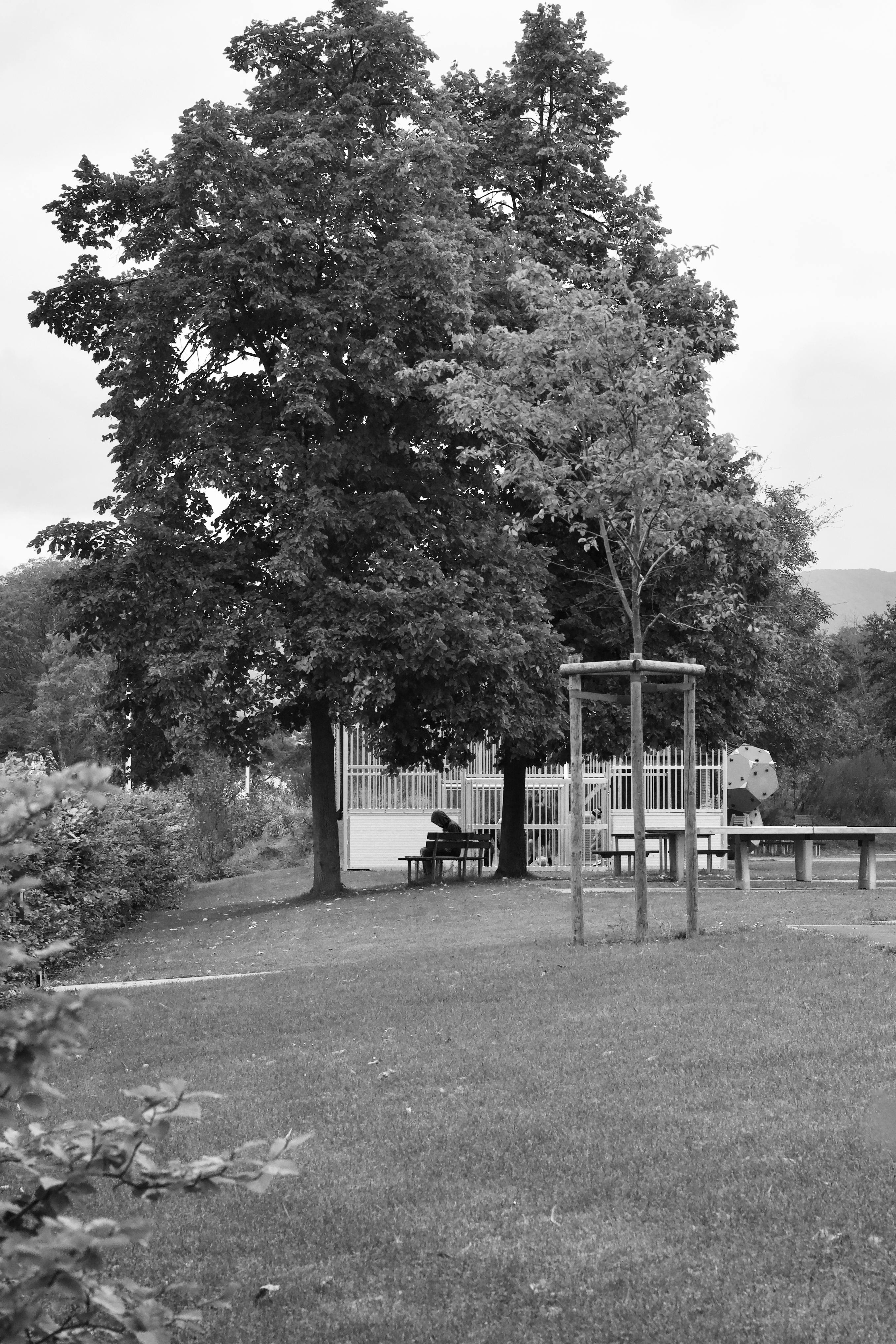 Gratis Escenario de parque monocromático con árboles, un banco y una figura solitaria sentada. Foto de stock