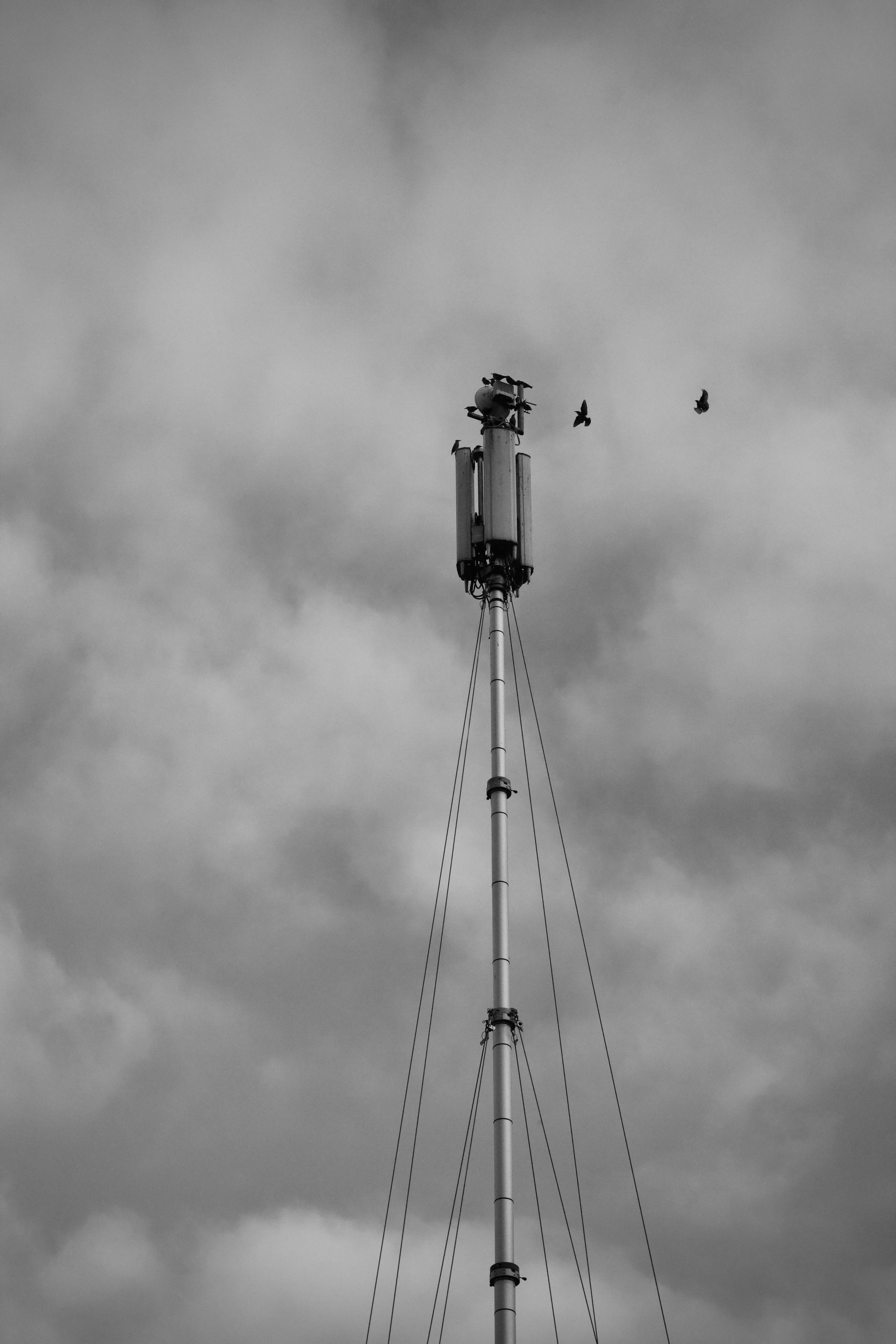De franc Imatge en blanc i negre d'una torre d'antena alta amb ocells volant entre els núvols. Foto d'estoc